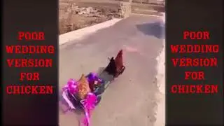 Poor wedding of chicken**FUNNY