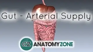 Blood Supply to the Gut (Introduction) - Part 1 (Arterial Supply)