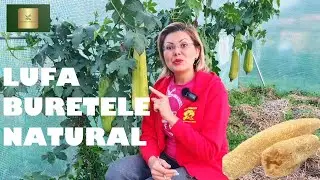 Loofah - the natural sponge. Some growing and harvesting tips