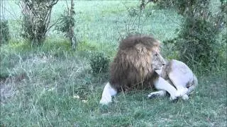 Notch Coalition of big male lions one year later - Masai Mara