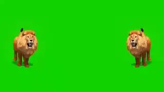 Doubles green screen lion templates