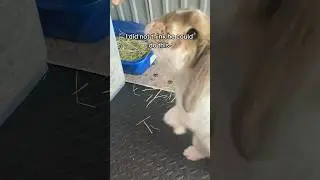 Nutmeg can walk….kinda…