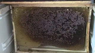 An unusual method of storing the honeycomb