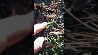 Самый РЕДКИЙ БОРОВИК!!! 