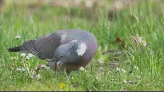 Paloma torcaz torcaz (Columba palumbus)