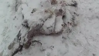 Волки задавили лося!