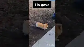 ванесса на даче...
