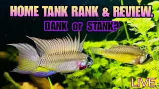 Part 1. Home Tank Reviews: Aquarium & Aquascape Support LIVE. + Feeding Worms to My Pumpkinseed fish
