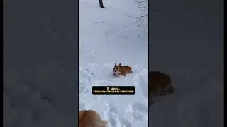 ленивая попка🍑