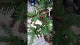 🌲Ель Пуш на штамбе | Telegram: 