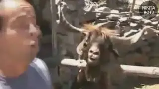 Козел Генри (я уже Кот хах прикалуюсь)