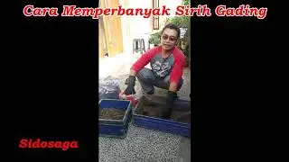 Cara Memperbanyak Sirih Gading