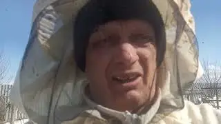 Замена  матки  трутовки  -  отводком .