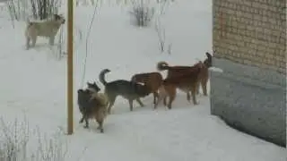 СОБАЧЬЯ СВАДЬБА