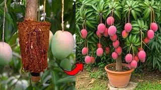 🌿You Can Grow Your Own Mango Tree FAST in Just 30 Days!