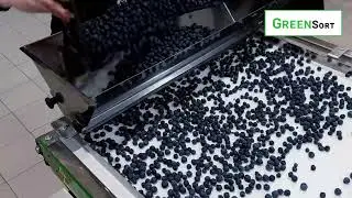 Sortowanie borówki Green Sort