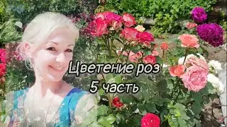 Vlog-228 Часть-5. Цветение роз, окулянты.
