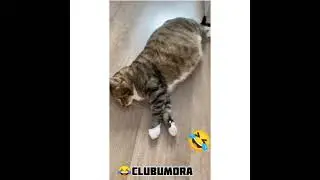 #кот