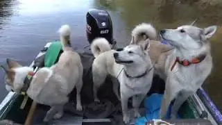 Добываю медведя в начале сезона