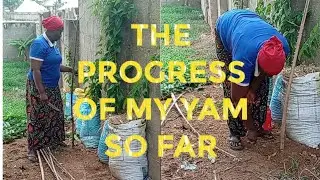 THE PROGRESS OF MY YAM SO FAR