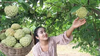 Have you ever eaten sugar apple? / Pick sugar apple from grandmother farm / Cooking with Sreypov