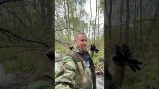 #бобры #beaver #бобр