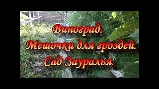 Grapes.Bags for grapes.Garden Of The Urals.