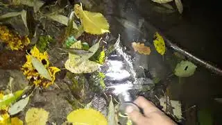 раки,зарыбление.