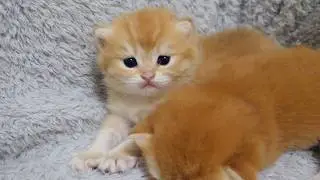 Kitten Poco is perfectly awake alone while her siblings are sleeping.