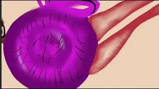 Journey in sound - the function of the ear