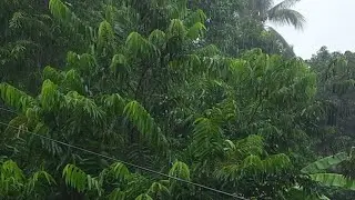 Rain Live