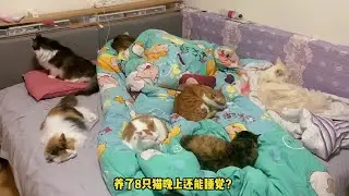 養了八只貓，晚上還能睡覺麽？鏟：能！調整貓咪的作息
