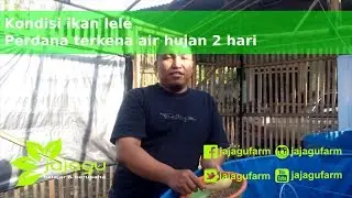 Kondisi Lele kena hujan perdana 2 hari | Jajagu
