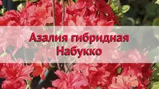 Азалия гибридная Набукко 🌿 Обзор: посадка и уход. крупномеры азалии Набукко: описание и особенности