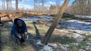 Что еще ты не умеешь?! Почетное право! Закончили делянку.