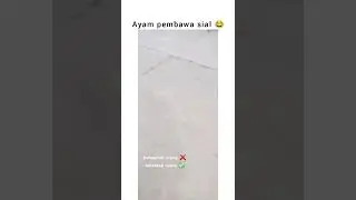 Ayam pembawa sial 🗿😅