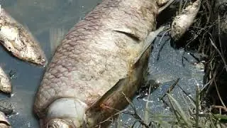 Жители Волоконовского района – об умирающем водоёме