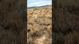 Sage-grouse with 28 gauge - Shotkam