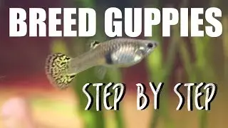 How to Breed Guppies EASY
