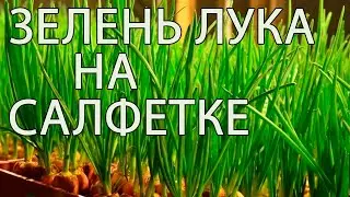 БЫСТРЫЙ РЕЗУЛЬТАТ. БЕЗ ГРУНТА. Лук на зелень.