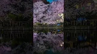 Exploring Inokashira Park: A Scenic Walkthrough of Tokyo's Serene Oasis #SHORTS