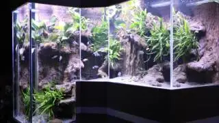 Aquarium sur mesure de cichlidés du Tanganyika