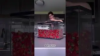 Lad vs 100 litres of strawberries 🍓 (🎥: TT/ wallywhatthe)