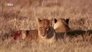 National Geographic  Afrika'nın Yaratıcı Katilleri
