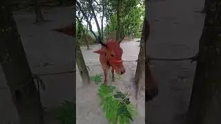 কোরবানির গরু পার্ট ৫ #shorts
