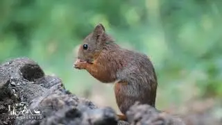 Gli amici del bosco - la fotografia naturalistica regala emozioni