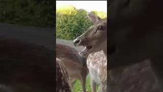 Baby deer having lunch at Elswout 4 #shorts