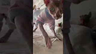 #shorts#cat#catlover