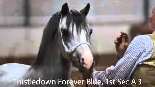 Copy of North Western Association Spring Show 2015