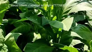Hatano, Punta de Lanza, Barbasko, Paraquai 12, Сигарный 7, Comstock Spanish.